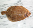 Lemon Sole
