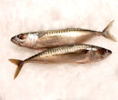Mackerel