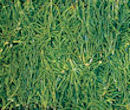 Samphire